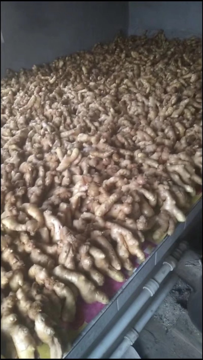 大量出售生姜