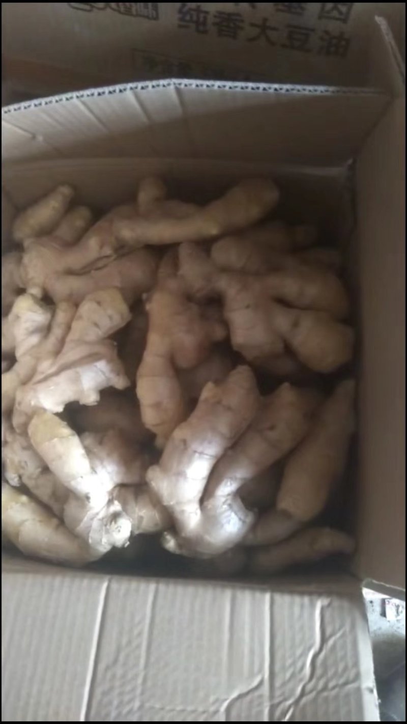 大量出售生姜