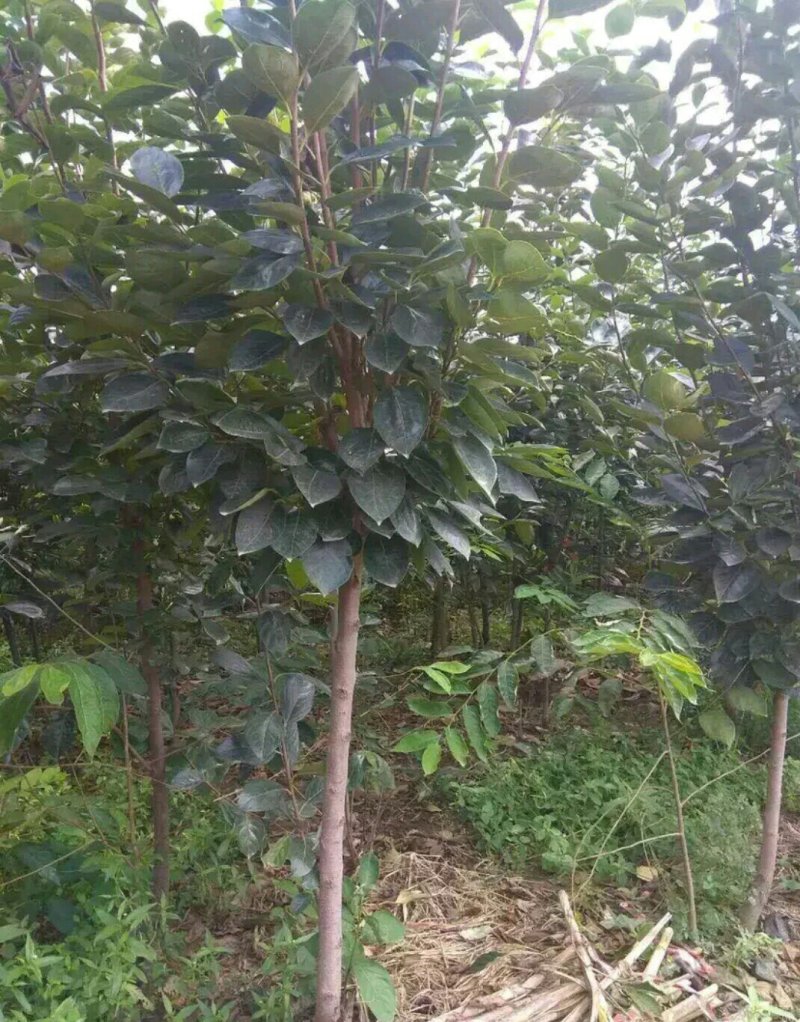 4公分柿子树