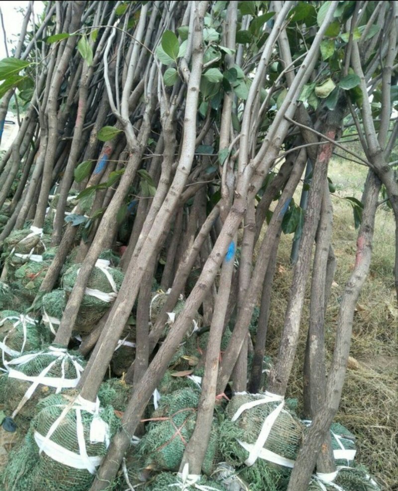 4公分柿子树