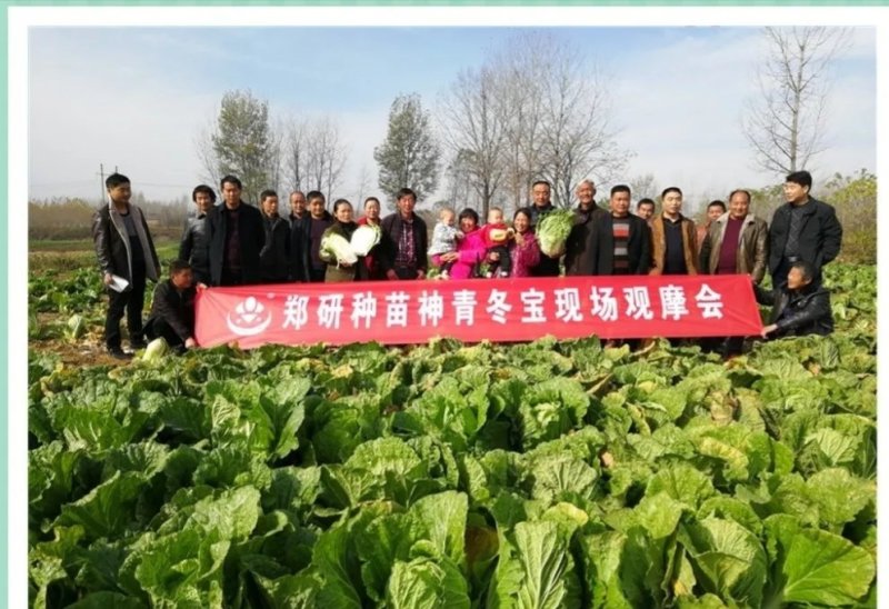 【精】郑研神青冬宝，神青冬福白菜种子，抗寒抗病