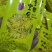 金丝黄菊
