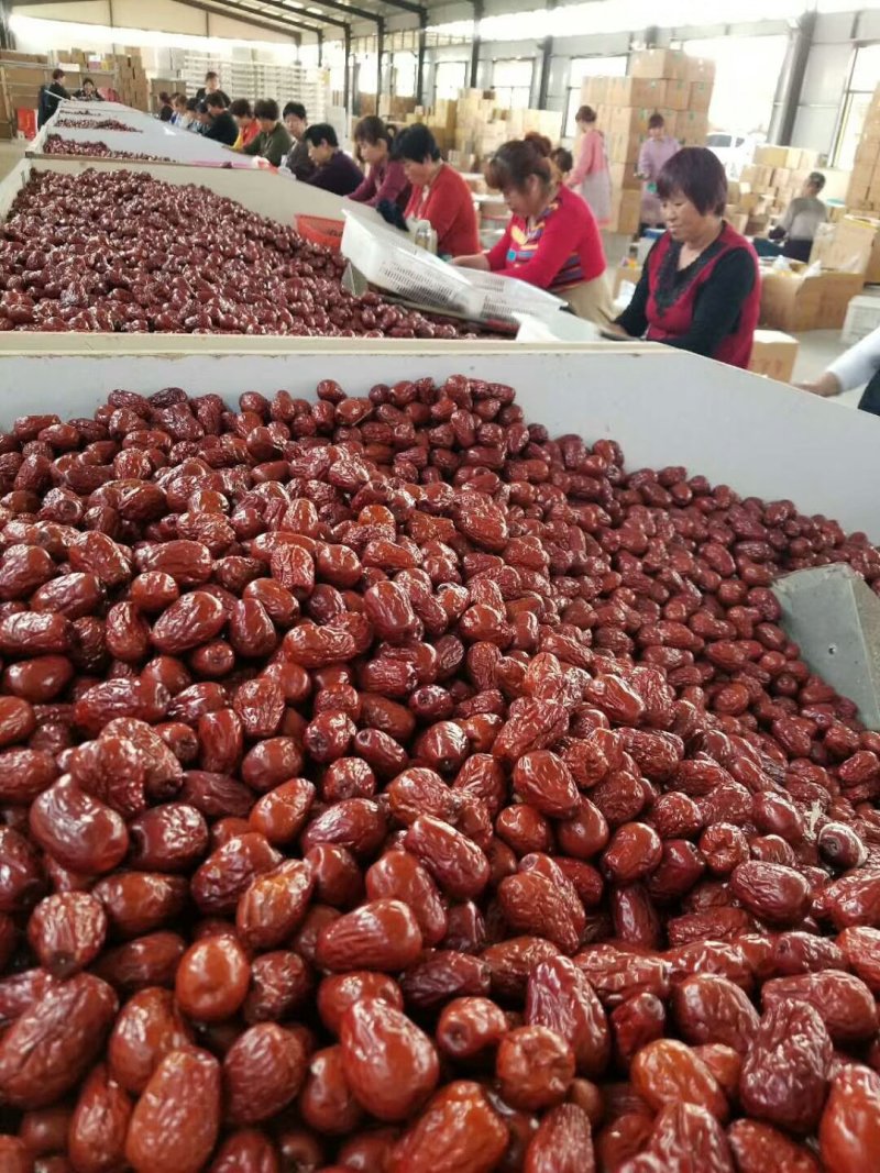 新疆红枣干红枣厂家直供地摊展会一手货源品种全价格低