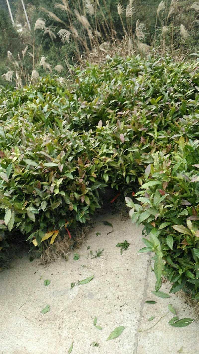茶中贵族，黄金二号茶苗