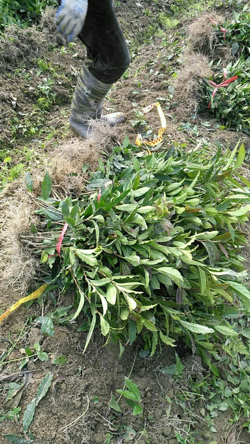 茶中贵族，黄金二号茶苗