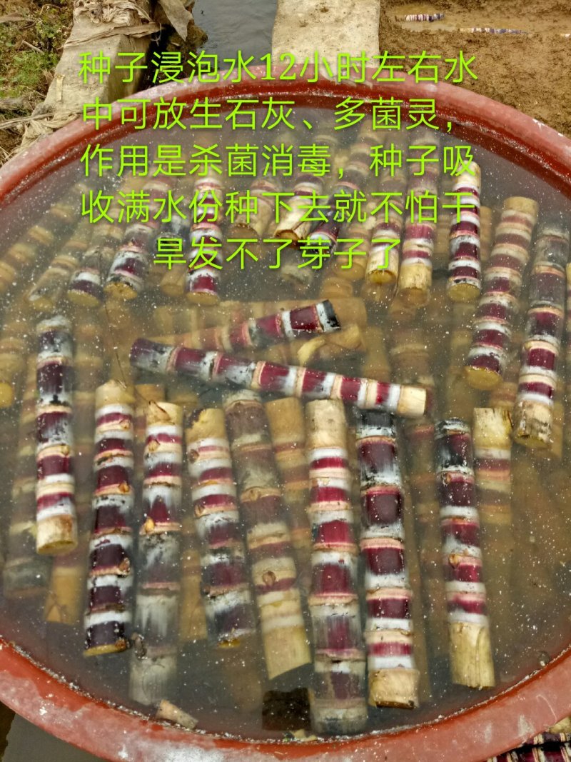 黑皮甘蔗苗，广西甘蔗，甘蔗，黄金甘蔗苗，