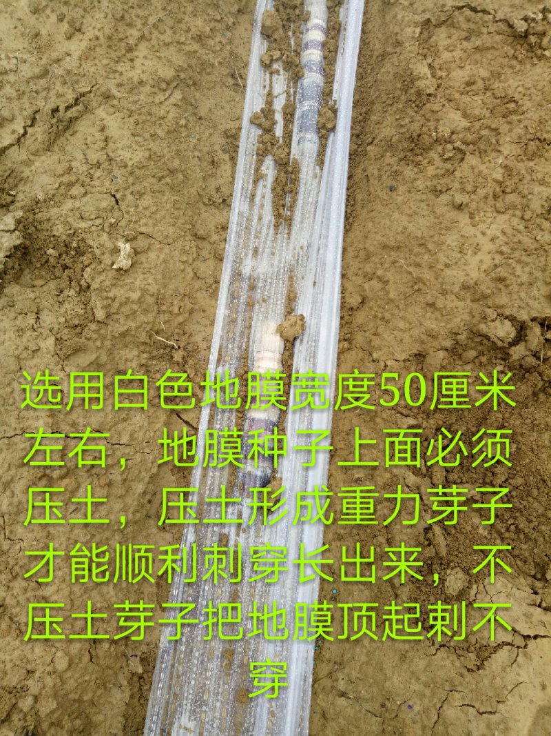 黑皮甘蔗苗，广西甘蔗，甘蔗，黄金甘蔗苗，