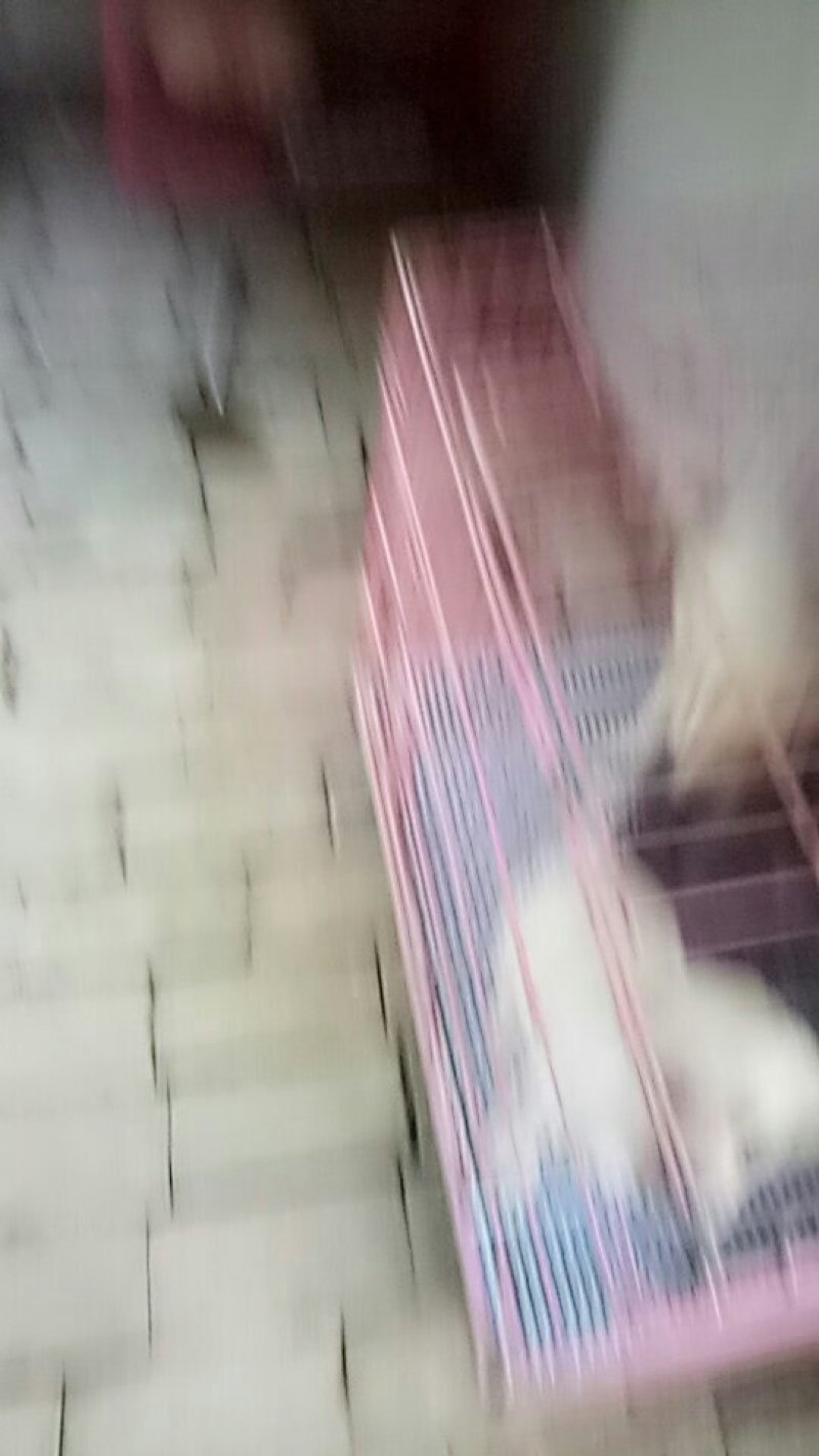 拉布拉多犬公