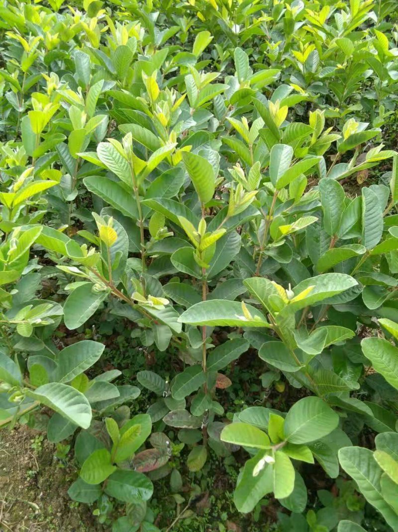 珍珠巴乐(番石榴)果苗木