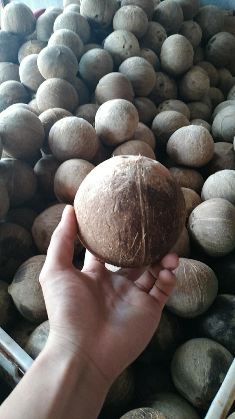 越南老椰椰皇椰子原装热孕妇果带椰子椰盅酒店炖品店甜品店