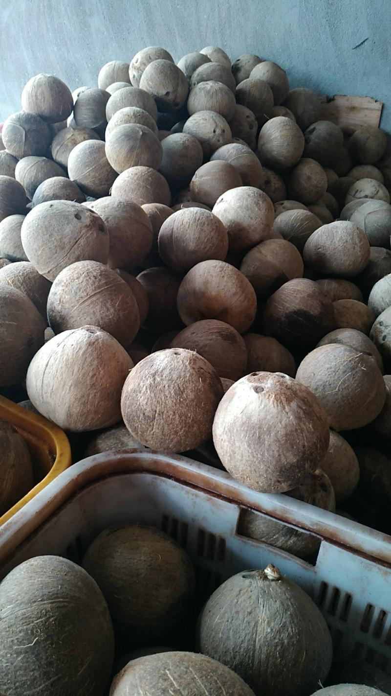 越南老椰椰皇椰子原装热孕妇果带椰子椰盅酒店炖品店甜品店