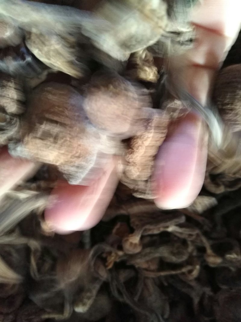 榛蘑丁