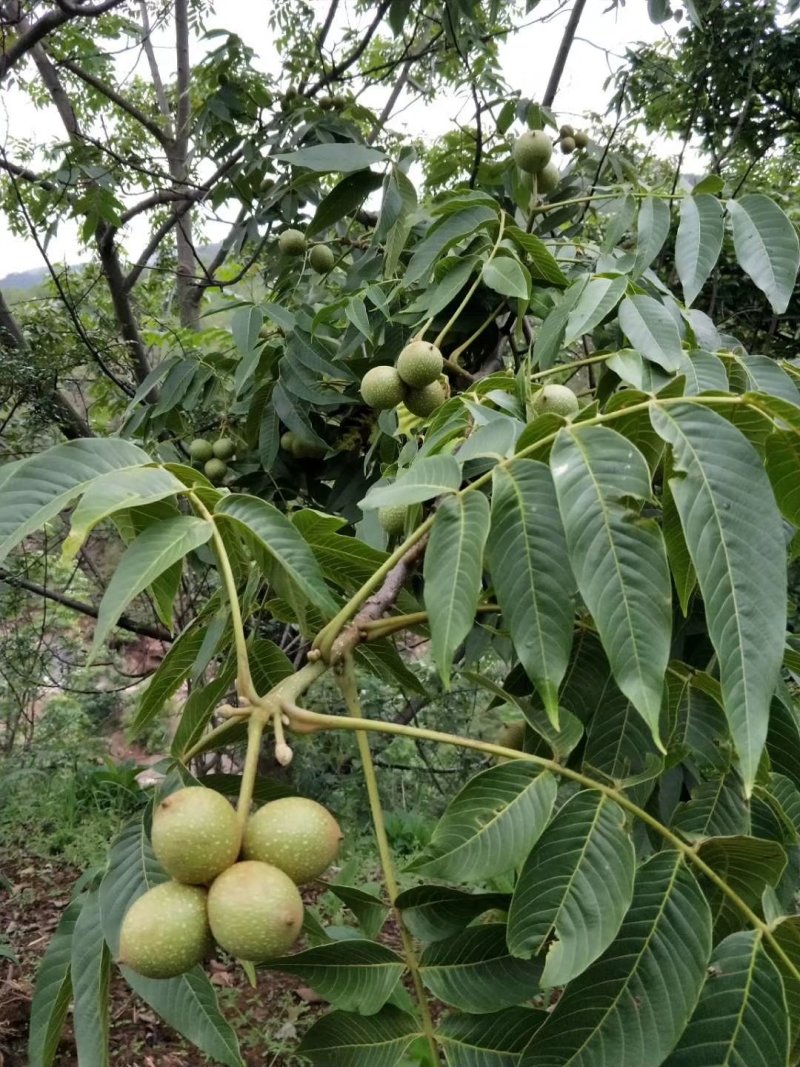 铁壳紫皮深山核桃28/斤