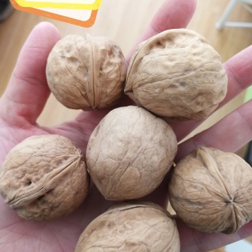 新疆一级纸皮核桃25/斤