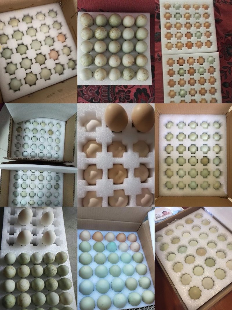 姨妈老家乌鸡蛋2-3元/只