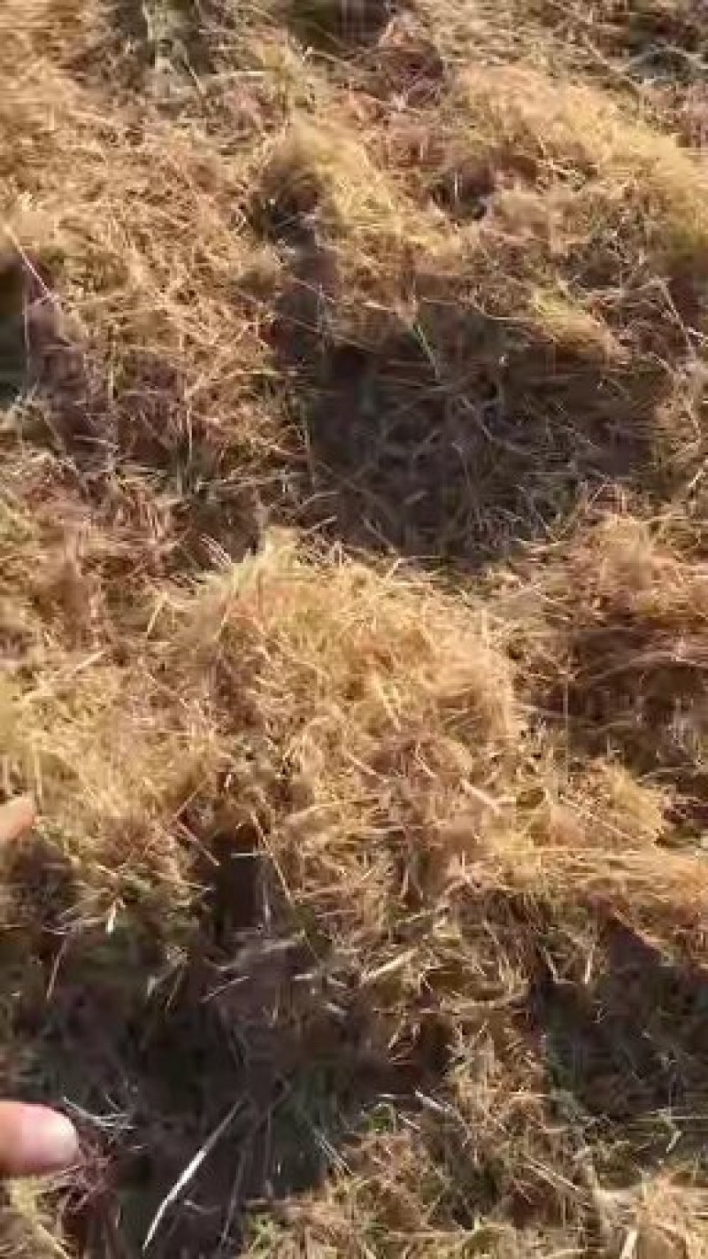 稻草