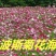 波斯菊种子净籽多年生易种春夏秋播8-10斤/亩