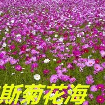 波斯菊种子净籽多年生易种春夏秋播8-10斤/亩