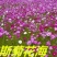 波斯菊种子净籽多年生易种春夏秋播8-10斤/亩