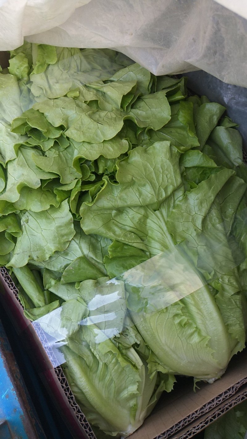 大量精品生菜上市，颜色好看，产地直发一手货源欢迎来电