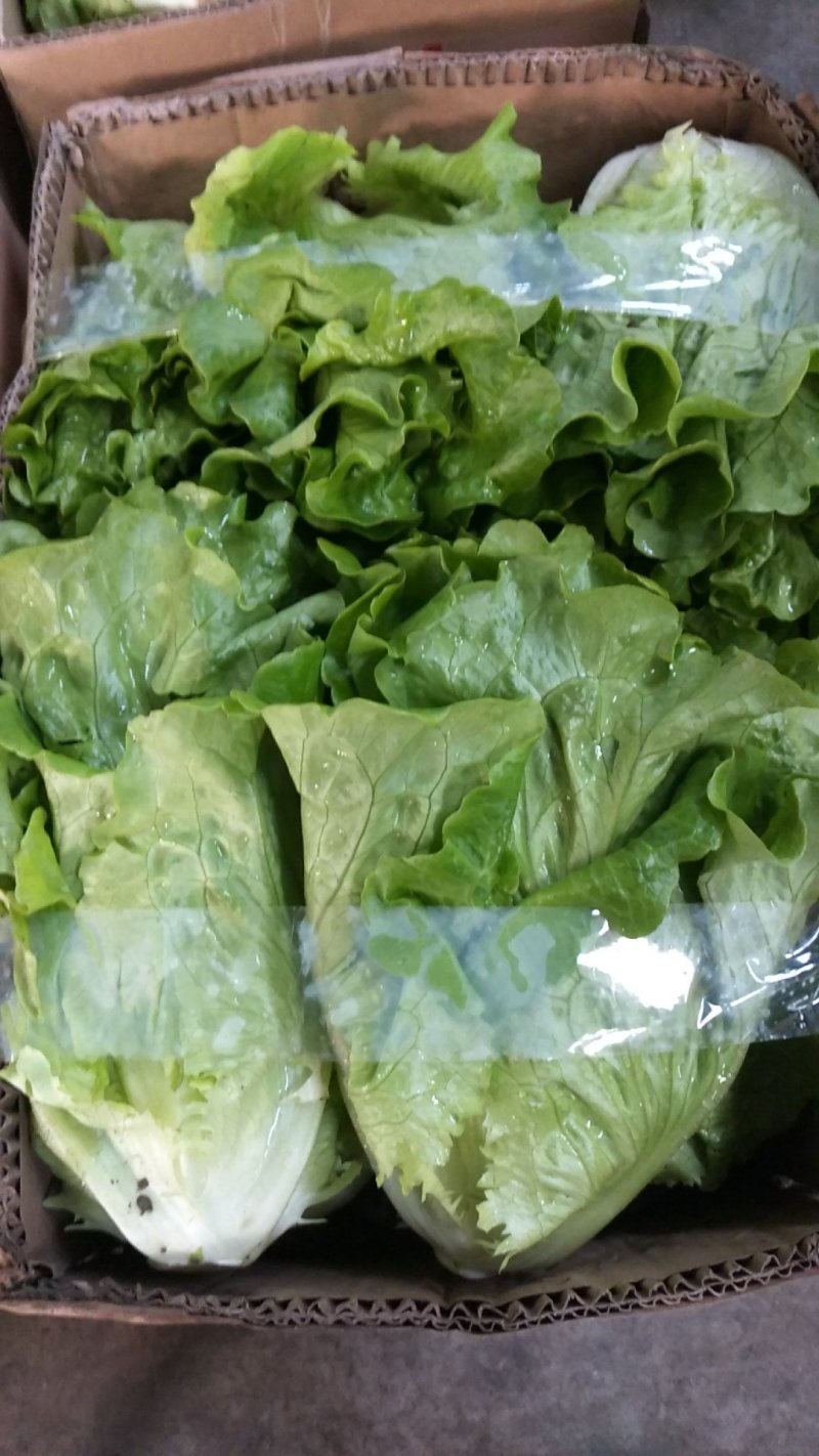 大量精品生菜上市，颜色好看，产地直发一手货源欢迎来电