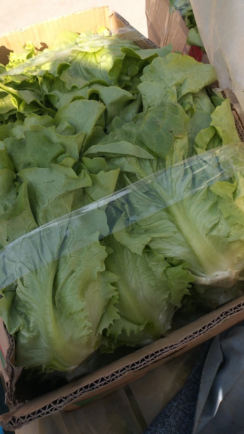 大量精品生菜上市，颜色好看，产地直发一手货源欢迎来电