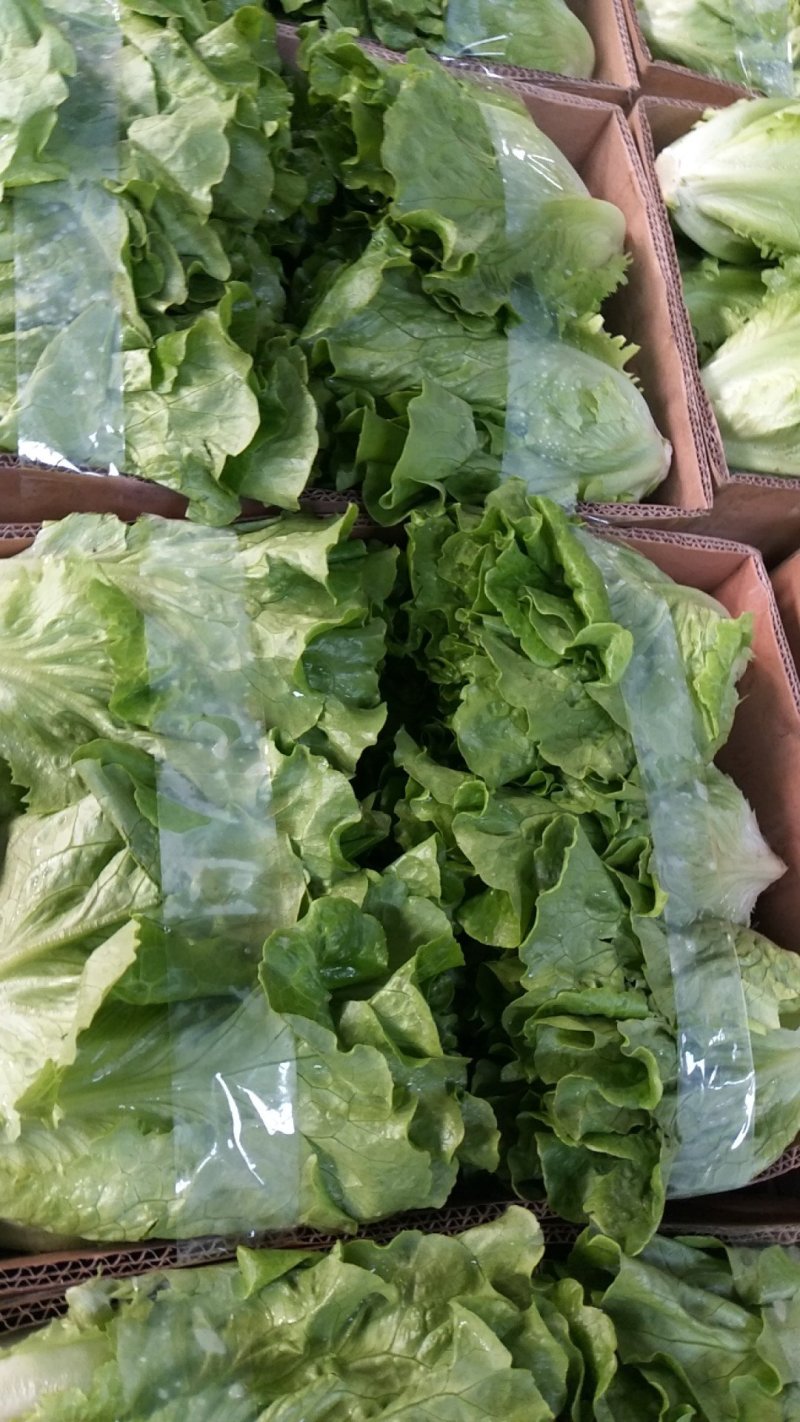 大量精品生菜上市，颜色好看，产地直发一手货源欢迎来电