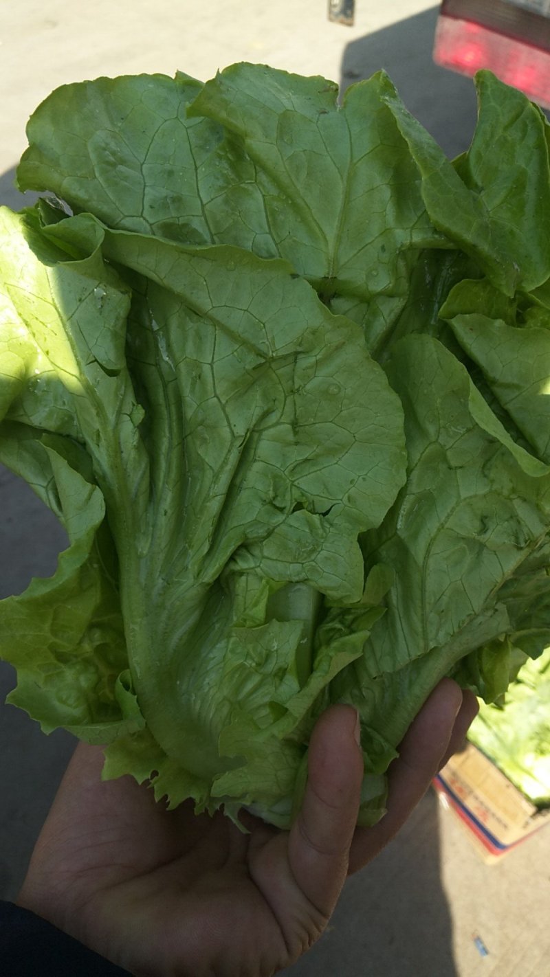 大量精品生菜上市，颜色好看，产地直发一手货源欢迎来电