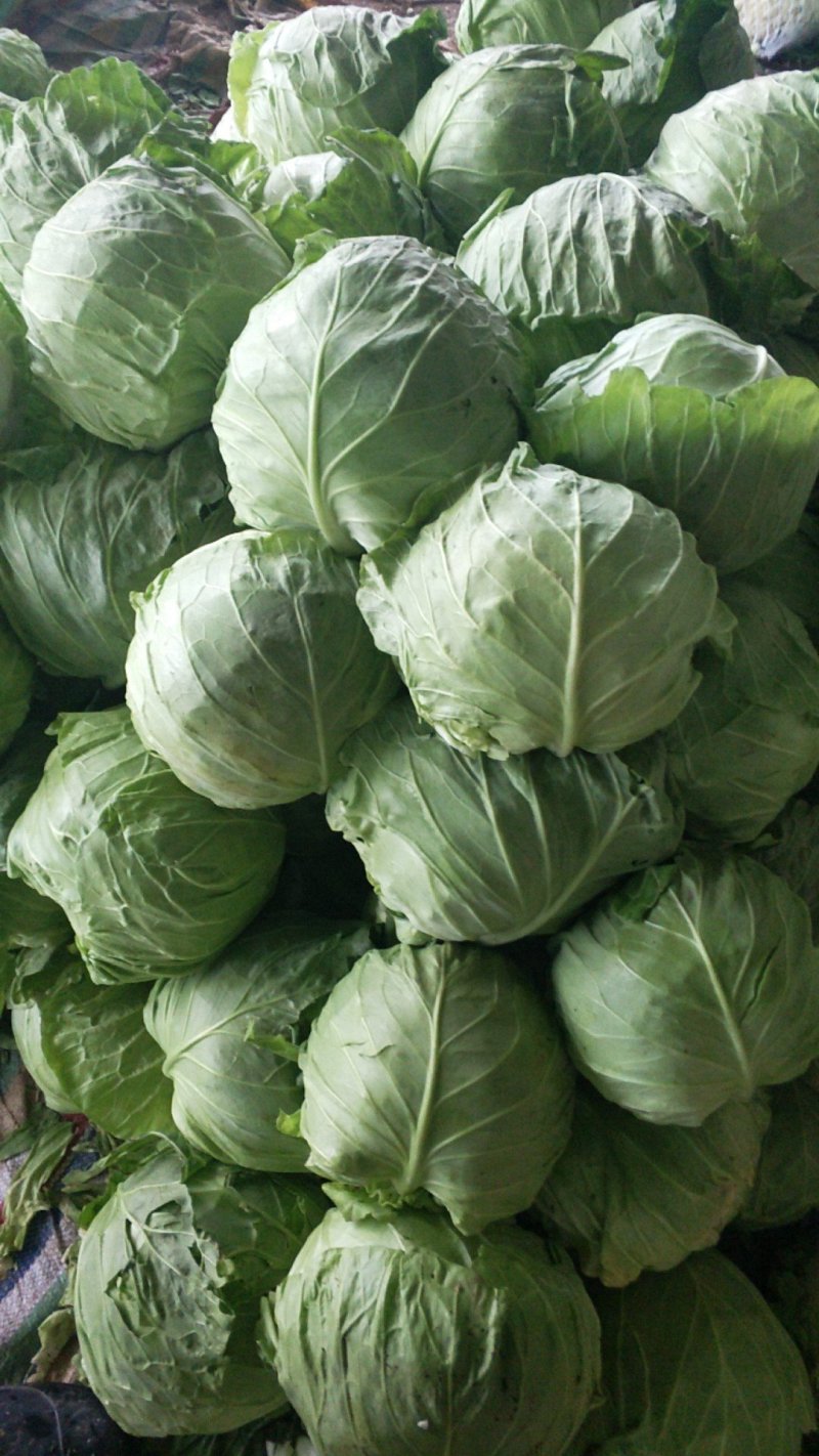 优质甘蓝，绿色蔬菜，大量上市了