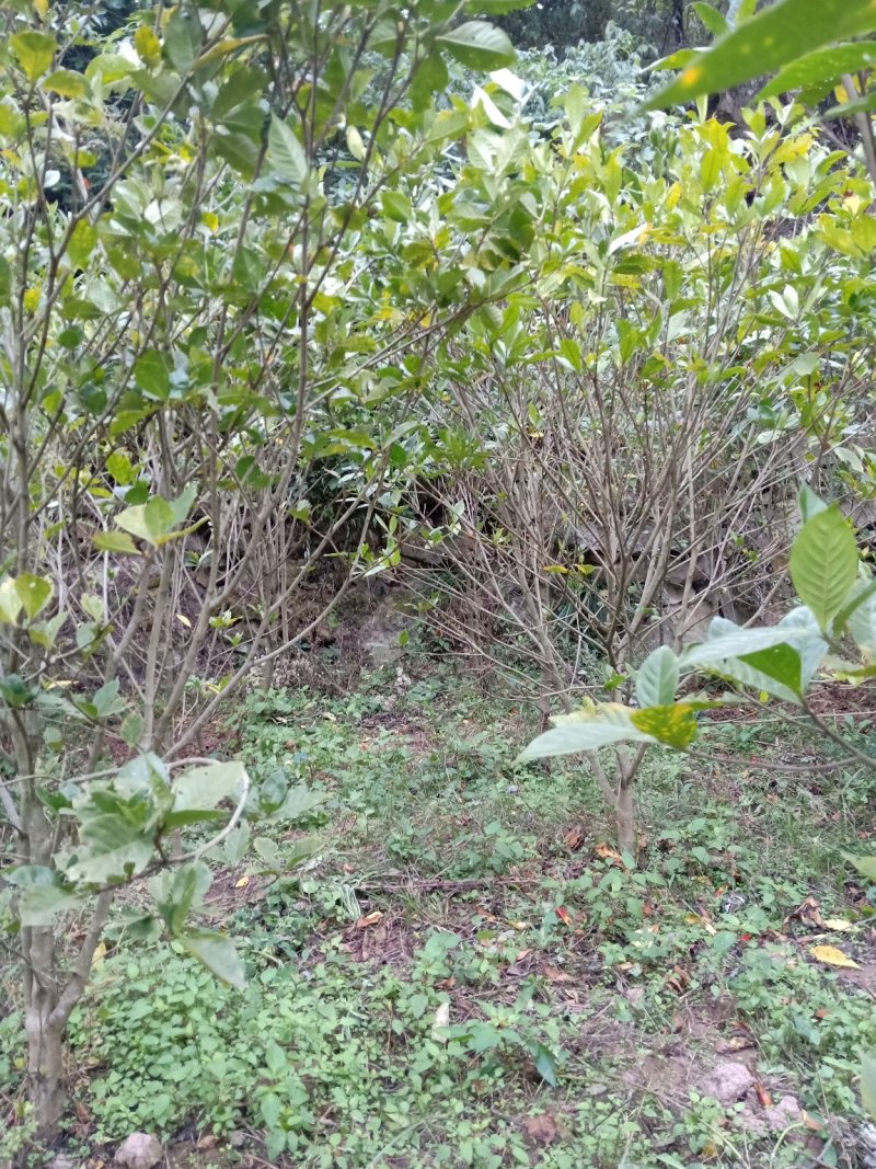 黄栀子成年树，栀子花，花果同期六个月，适应园林绿化观光。