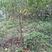 黄栀子成年树，栀子花，花果同期六个月，适应园林绿化观光。