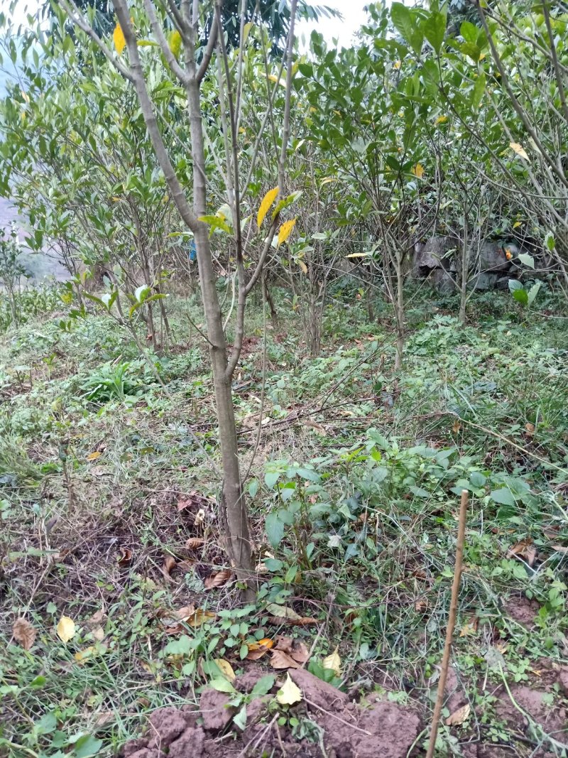黄栀子成年树，栀子花，花果同期六个月，适应园林绿化观光。