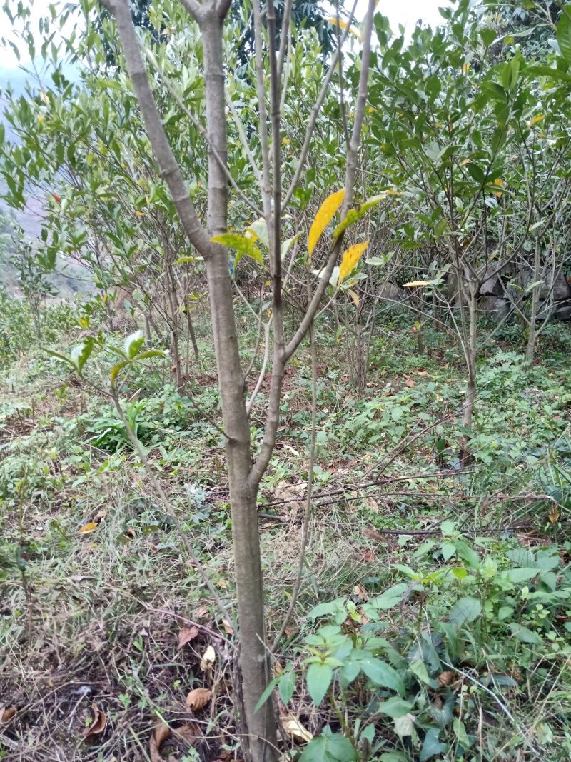 黄栀子成年树，栀子花，花果同期六个月，适应园林绿化观光。