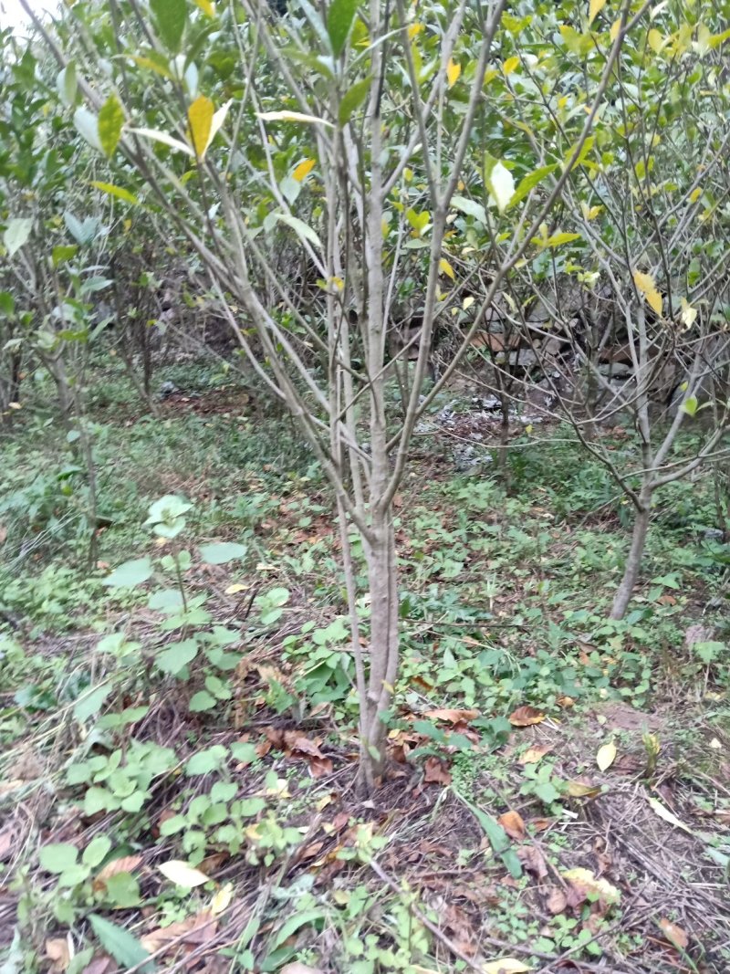 黄栀子成年树，栀子花，花果同期六个月，适应园林绿化观光。