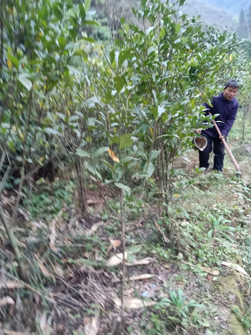 黄栀子成年树，栀子花，花果同期六个月，适应园林绿化观光。