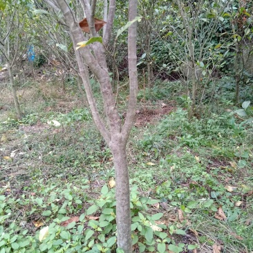 黄栀子成年树，栀子花，花果同期六个月，适应园林绿化观光。