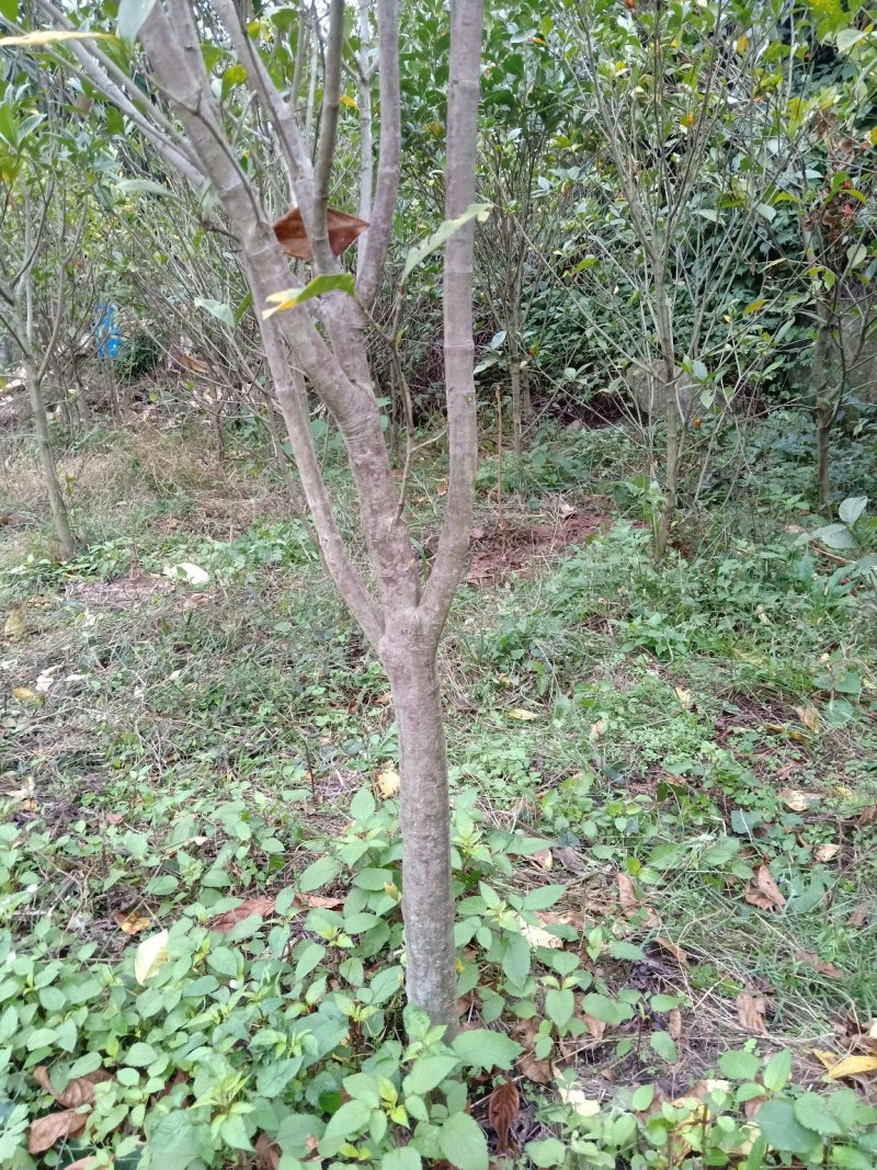 黄栀子成年树，栀子花，花果同期六个月，适应园林绿化观光。