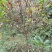 黄栀子成年树，栀子花，花果同期六个月，适应园林绿化观光。