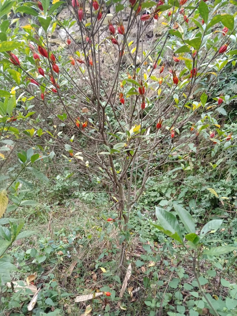 黄栀子成年树，栀子花，花果同期六个月，适应园林绿化观光。
