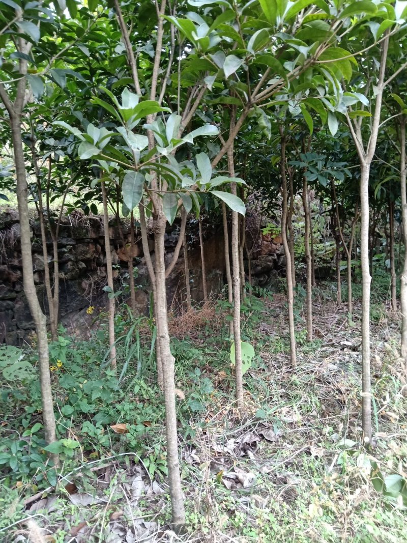 桂花树苗，八月金桂，花期长，香味浓。