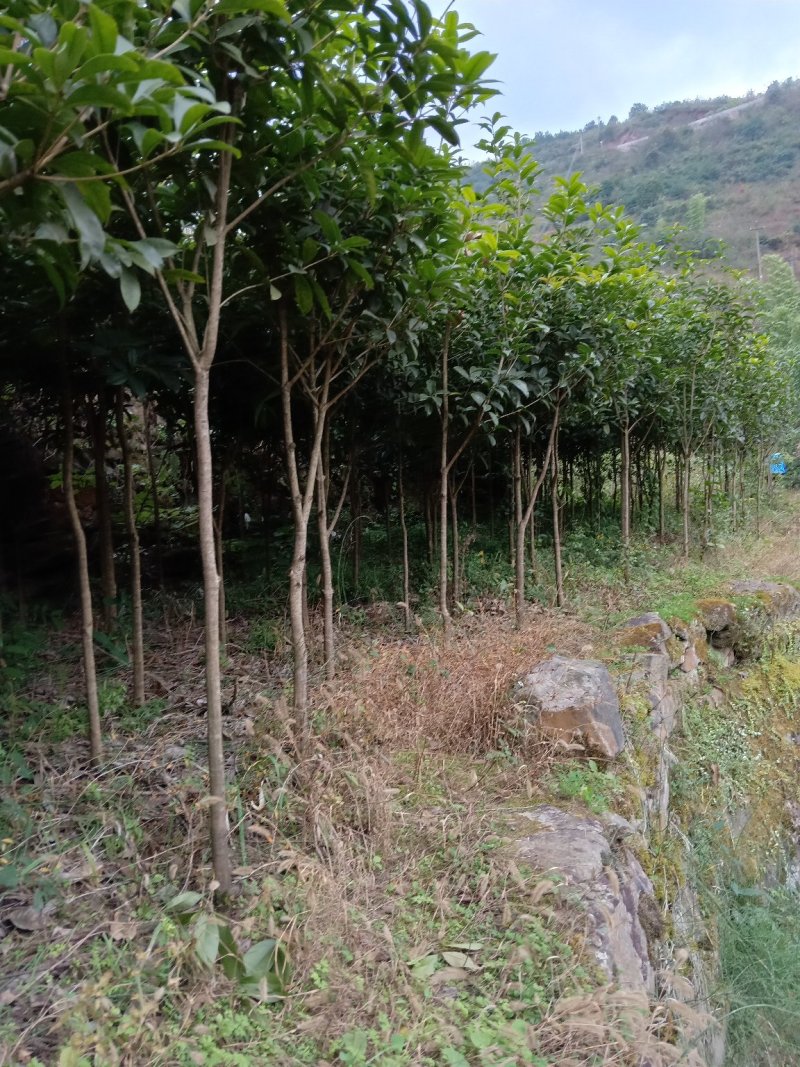 桂花树苗，八月金桂，花期长，香味浓。