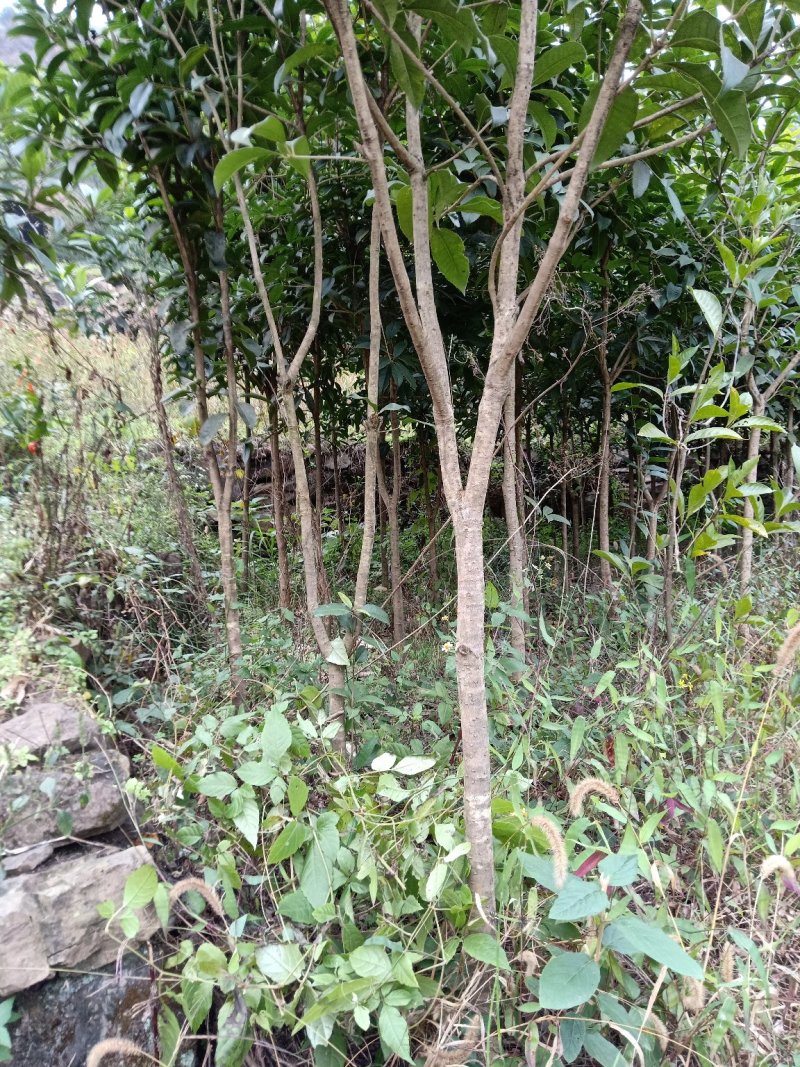 桂花树苗，八月金桂，花期长，香味浓。