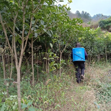 桂花树苗，贵州遵义桂花树，八月金桂，花期长，香味浓。