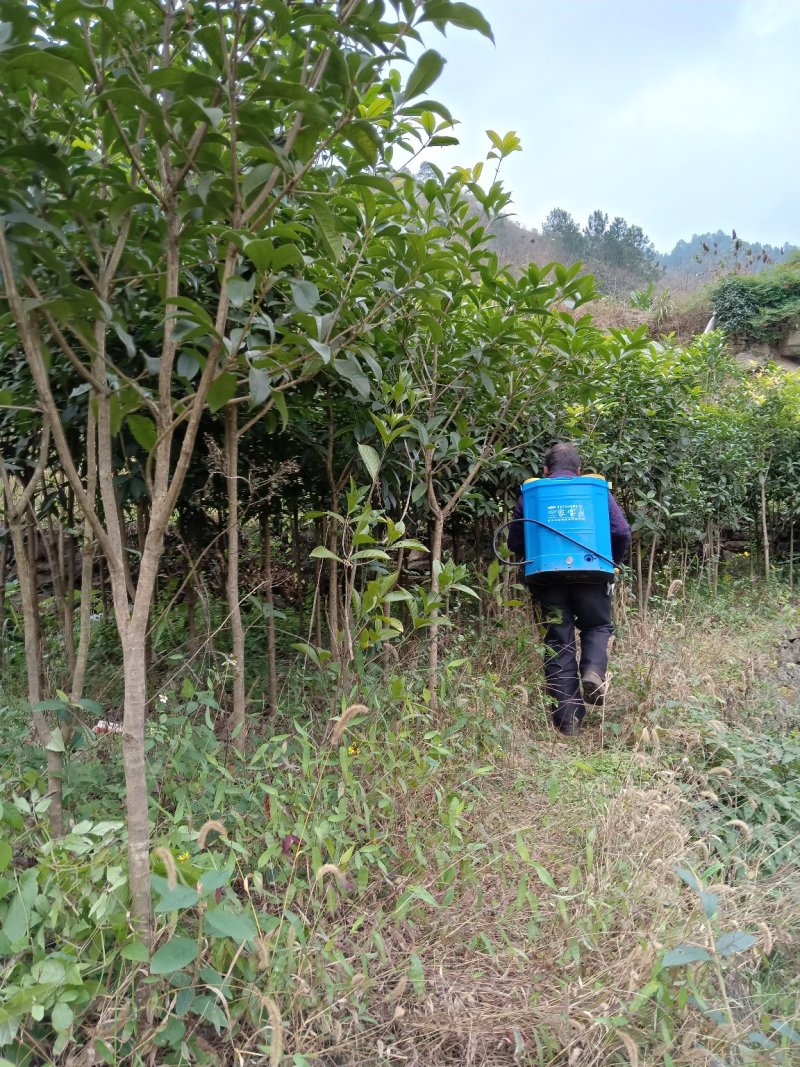 桂花树苗，八月金桂，花期长，香味浓。