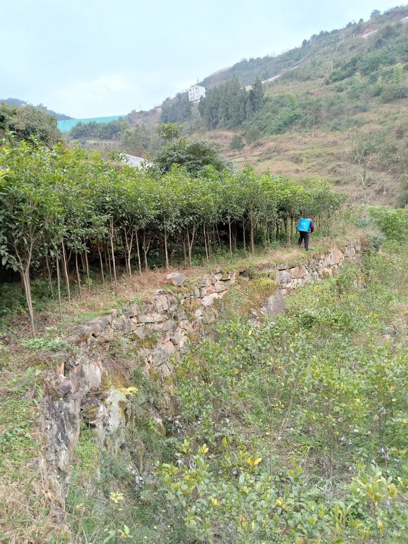 桂花树苗，八月金桂，花期长，香味浓。