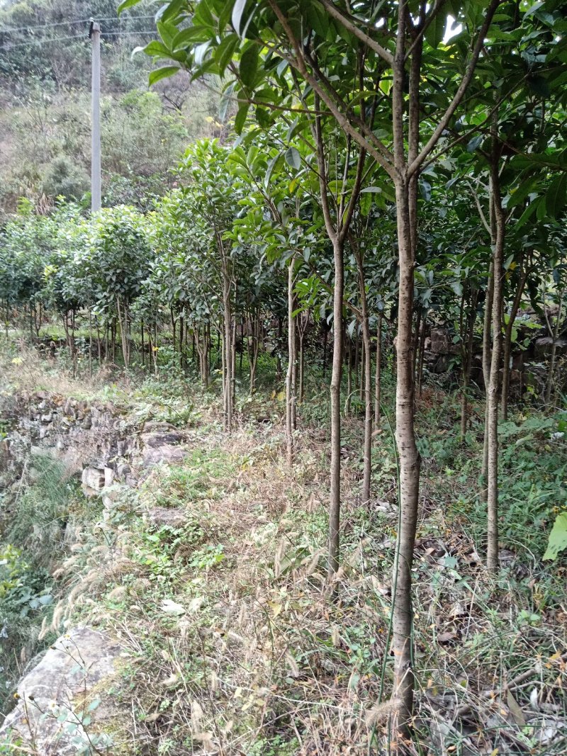 桂花树苗，八月金桂，花期长，香味浓。