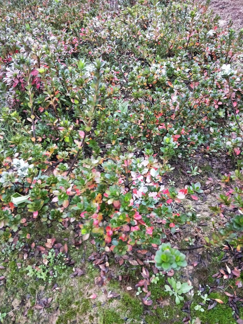 夏鹃小毛球冠幅20/30cm夏鹃小苗