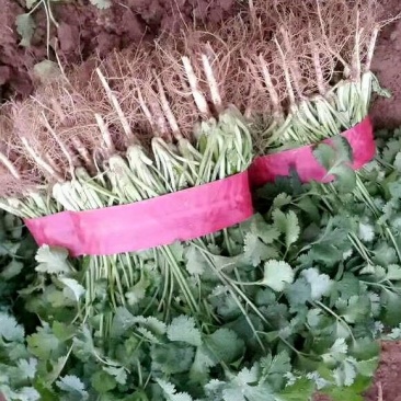 安阳滑县【精品大叶香菜】万亩大棚欢迎采购