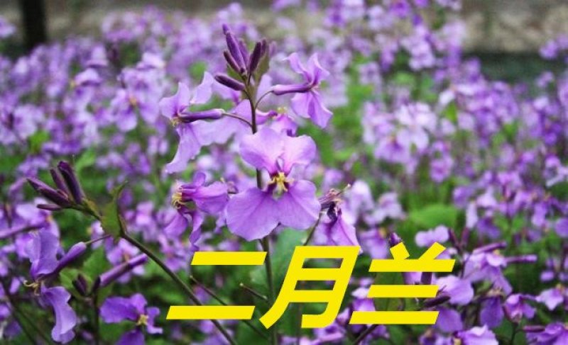 二月兰种子净籽耐寒适应强6-8斤/亩