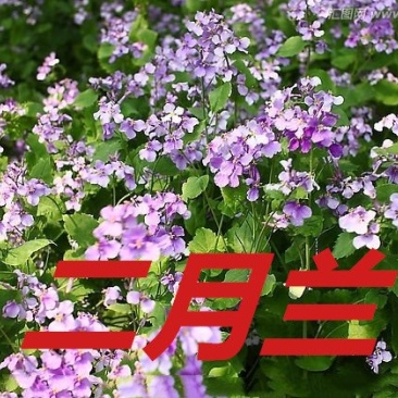 二月兰种子净籽耐寒适应强6-8斤/亩